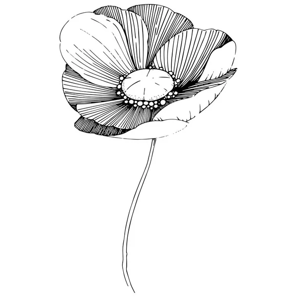 Vector Poppy Floral Botanische Bloem Wild Voorjaar Blad Wildflower Geïsoleerd — Stockvector