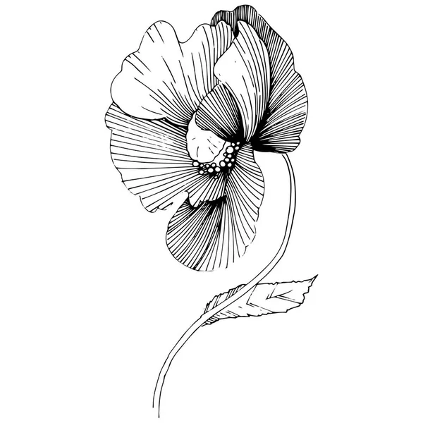 Vector Poppy Floral Botanische Bloem Wild Voorjaar Blad Wildflower Geïsoleerd — Stockvector