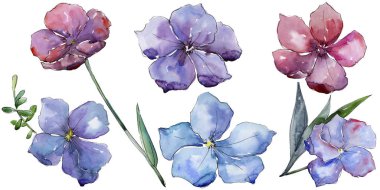 Renkli keten. Botanik çiçek. İzole vahşi bahar yaprak kır çiçeği.