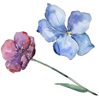 Renkli keten. Botanik çiçek. İzole vahşi bahar yaprak kır çiçeği.