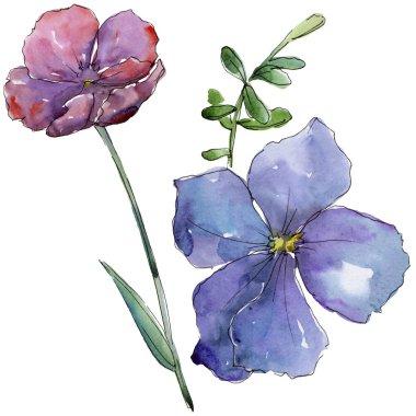 Renkli keten. Botanik çiçek. İzole vahşi bahar yaprak kır çiçeği.