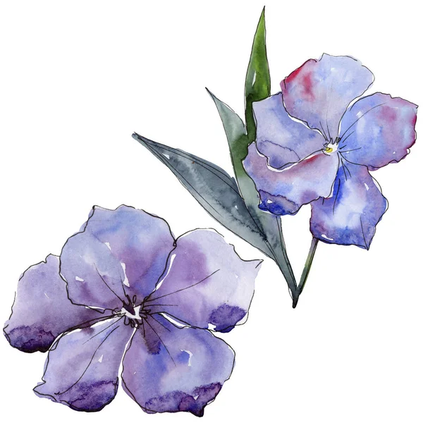 Du lin violet. Fleur botanique florale. Feuille de printemps sauvage fleur sauvage isolée . — Photo