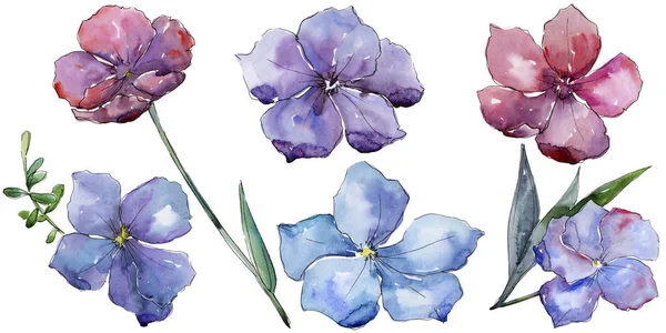 Renkli keten. Botanik çiçek. İzole vahşi bahar yaprak kır çiçeği.