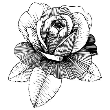 Vektör gül. Botanik çiçek. İzole vahşi bahar yaprak kır çiçeği.