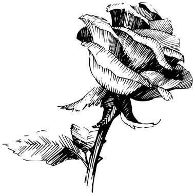 Vektör gül. Botanik çiçek. İzole vahşi bahar yaprak kır çiçeği.