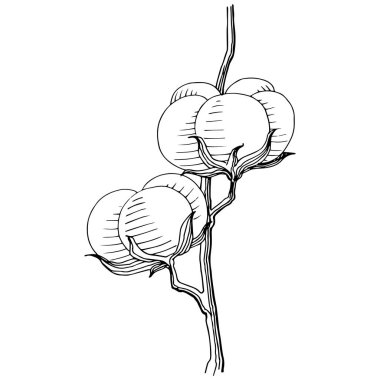 Vektör pamuk. Botanik çiçek. İzole vahşi bahar yaprak kır çiçeği.