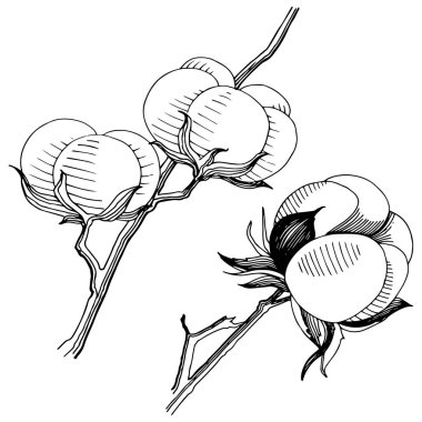 Vektör pamuk. Botanik çiçek. İzole vahşi bahar yaprak kır çiçeği.