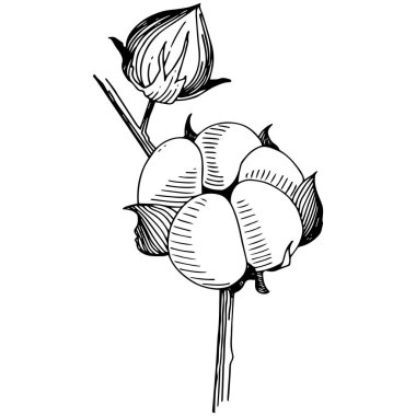 Vektör pamuk. Botanik çiçek. İzole vahşi bahar yaprak kır çiçeği.