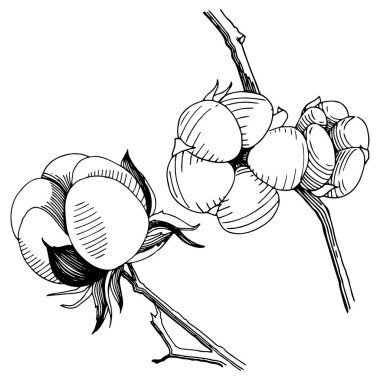 Vektör pamuk. Botanik çiçek. İzole vahşi bahar yaprak kır çiçeği.