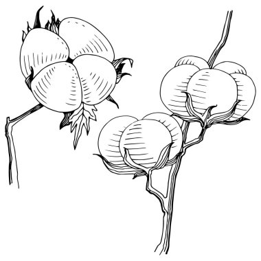 Vektör pamuk. Botanik çiçek. İzole vahşi bahar yaprak kır çiçeği.