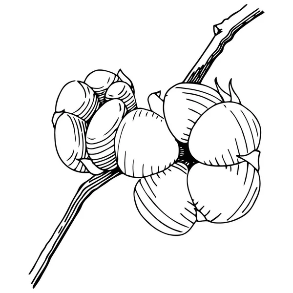 Coton vectoriel. Fleur botanique florale. Feuille de printemps sauvage fleur sauvage isolée . — Image vectorielle
