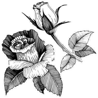 Vektör gül. Botanik çiçek. Vahşi bahar yaprak izole kır çiçeği. Arka plan, doku, sarıcı desen, çerçeve veya sınır vektör kır çiçeği.