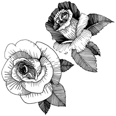 Vektör gül. Botanik çiçek. Vahşi bahar yaprak izole kır çiçeği. Arka plan, doku, sarıcı desen, çerçeve veya sınır vektör kır çiçeği.