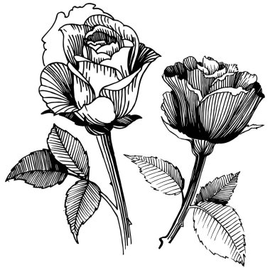 Vektör gül. Botanik çiçek. Vahşi bahar yaprak izole kır çiçeği. Arka plan, doku, sarıcı desen, çerçeve veya sınır vektör kır çiçeği.