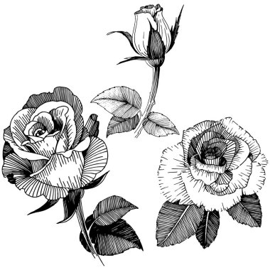 Vektör gül. Botanik çiçek. Vahşi bahar yaprak izole kır çiçeği. Arka plan, doku, sarıcı desen, çerçeve veya sınır vektör kır çiçeği.