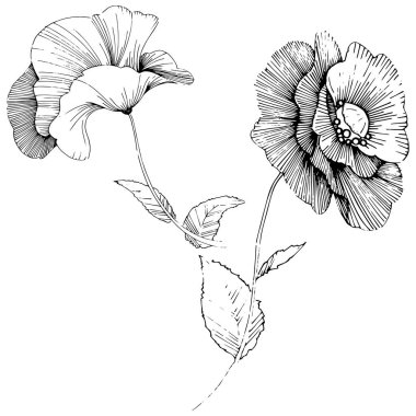 Vektör poppy. Botanik çiçek. Vahşi bahar yaprak izole kır çiçeği. Arka plan, doku, sarıcı desen, çerçeve veya sınır vektör kır çiçeği.