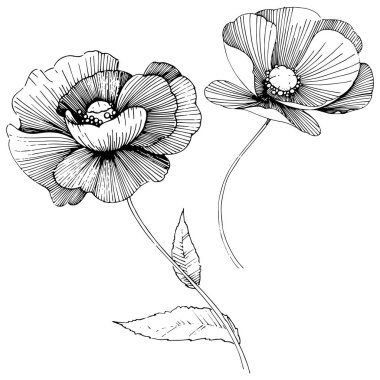 Vektör poppy. Botanik çiçek. Vahşi bahar yaprak izole kır çiçeği. Arka plan, doku, sarıcı desen, çerçeve veya sınır vektör kır çiçeği.