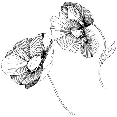 Vektör poppy. Botanik çiçek. Vahşi bahar yaprak izole kır çiçeği. Arka plan, doku, sarıcı desen, çerçeve veya sınır vektör kır çiçeği.