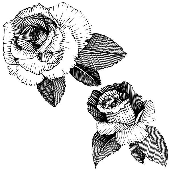 Rosas Vectoriales Flor Botánica Floral Flor Silvestre Hoja Primavera Aislada — Archivo Imágenes Vectoriales