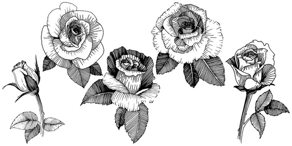Векторні Троянди Квіткова Ботанічна Квітка Дикий Весняний Лист Ізольований Векторний — стоковий вектор
