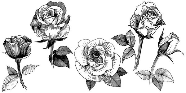 Wektor Róże Botaniczny Kwiat Kwiatowy Wiosna Dzikiego Wildflower Liść Białym — Wektor stockowy