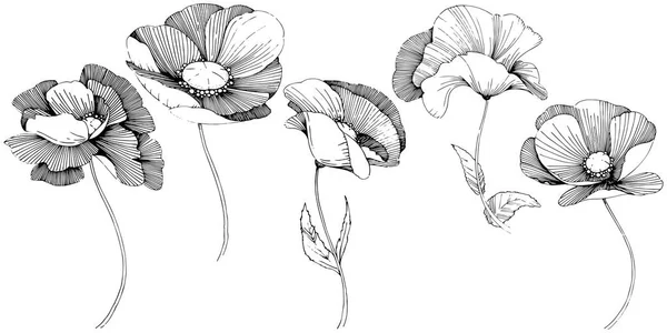 Vektor Mák Květinové Botanické Květin Divoký Jarní Listové Wildflower Izolován — Stockový vektor
