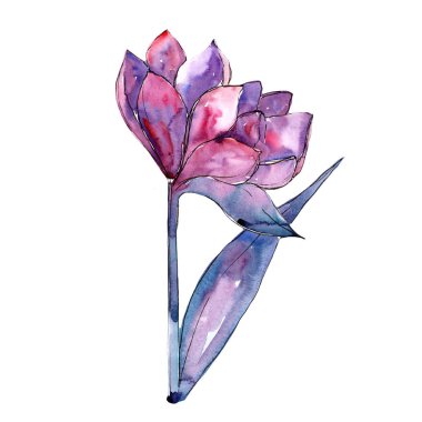 Pembe nergis zambağı. Botanik çiçek. Vahşi bahar yaprak izole kır çiçeği. Arka plan, doku, sarıcı desen, çerçeve veya kenarlık için Aquarelle kır çiçeği.