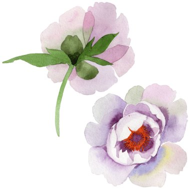 Yavaşça pembe peonies. Botanik çiçek. Vahşi bahar yaprak izole kır çiçeği. Arka plan, doku, sarıcı desen, çerçeve veya kenarlık için Aquarelle kır çiçeği.