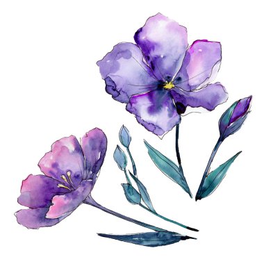 Menekşe keten. Botanik çiçek. Vahşi bahar yaprak izole kır çiçeği. Arka plan, doku, sarıcı desen, çerçeve veya kenarlık için Aquarelle kır çiçeği.