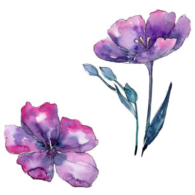 Menekşe keten. Botanik çiçek. Vahşi bahar yaprak izole kır çiçeği. Arka plan, doku, sarıcı desen, çerçeve veya kenarlık için Aquarelle kır çiçeği.