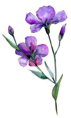 Menekşe keten. Botanik çiçek. Vahşi bahar yaprak izole kır çiçeği. Arka plan, doku, sarıcı desen, çerçeve veya kenarlık için Aquarelle kır çiçeği.