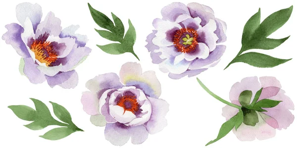 Ніжно Рожеві Півонії Квіткова Ботанічна Квітка Дикий Весняний Лист Ізольований — стокове фото