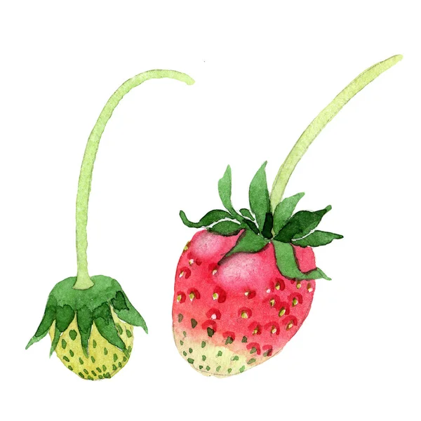 Přívěsek Filigránová Zdravé Jídlo Stylu Akvarelu Samostatný Celé Jméno Ovoce — Stock fotografie