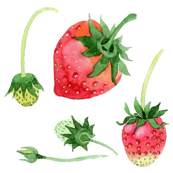 Red Strawberries Healthy Food Watercolor Style Isolated Full Name Fruit — Stock Photo, Image