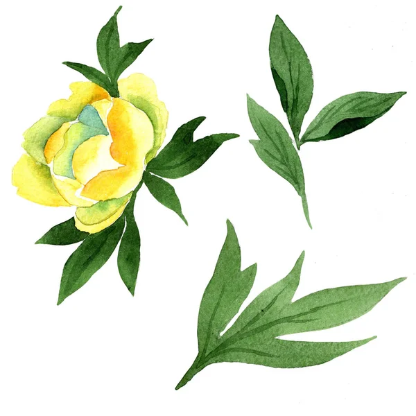 黄牡丹 花卉植物花 野生春叶野花分离 包装图案 框架或边框的水彩画野花 — 图库照片