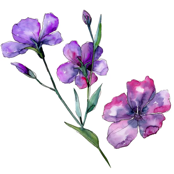 Linho Violeta Floral Flor Botânica Folha Selvagem Primavera Wildflower Isolado — Fotografia de Stock