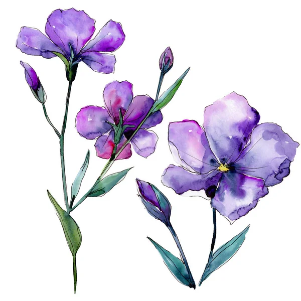 Lino Violeta Flor Botánica Floral Flor Silvestre Hoja Primavera Aislada —  Fotos de Stock