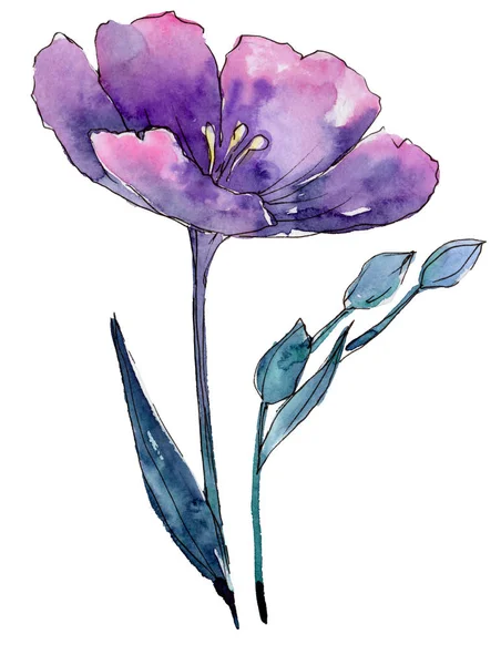 바이올렛 아마입니다 꽃입니다 플라워 격리입니다 프레임 테두리에 야생화 — 스톡 사진