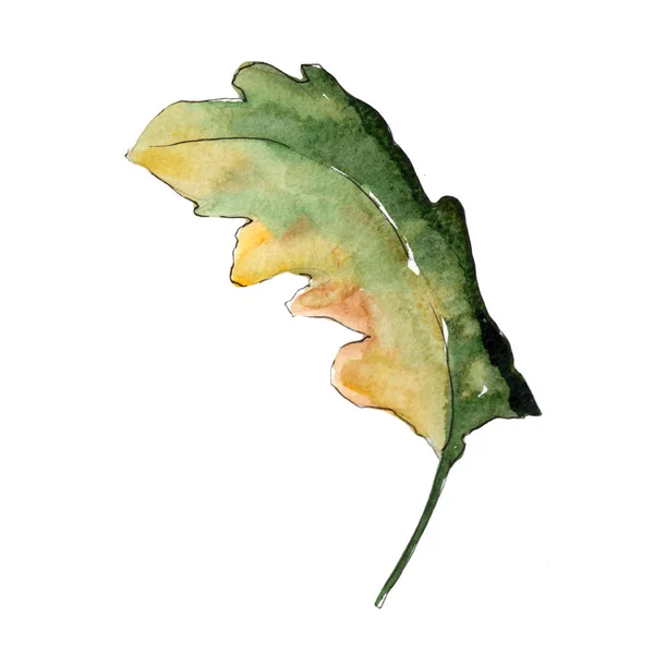 Liście Dębu Liść Roślina Botaniczny Ogród Kwiatowy Liści Aquarelle Liść — Zdjęcie stockowe