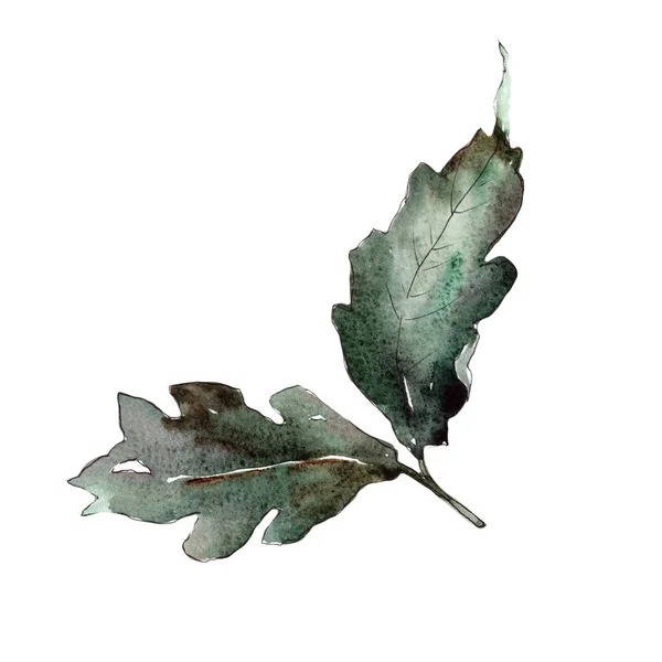 Oaken Lämnar Leaf Växt Botaniska Trädgård Blommig Bladverk Aquarelle Blad — Stockfoto