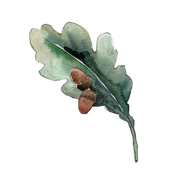 Δρύινα Φύλλα Φύλλο Φυτού Βοτανικός Κήπος Floral Φύλλωμα Φύλλα Ακουαρέλας — Φωτογραφία Αρχείου