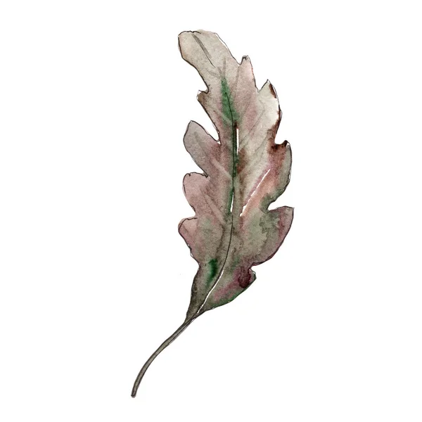 Eichenlaub Blattpflanze Botanischer Garten Florales Laub Aquarellblatt Für Hintergrund Textur — Stockfoto