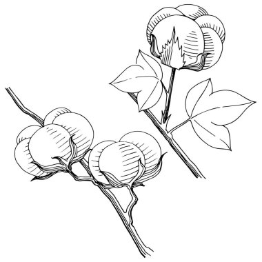 Vektör pamuk. Botanik çiçek. Vahşi bahar yaprak izole kır çiçeği. Arka plan, doku, sarıcı desen, çerçeve veya sınır vektör kır çiçeği.