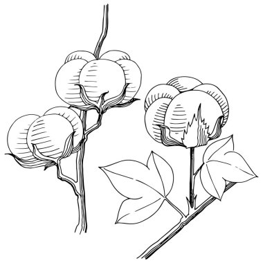 Vektör pamuk. Botanik çiçek. Vahşi bahar yaprak izole kır çiçeği. Arka plan, doku, sarıcı desen, çerçeve veya sınır vektör kır çiçeği.