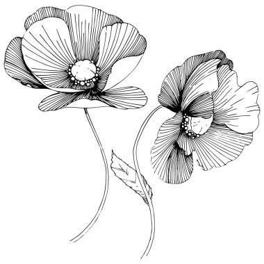 Vektör poppy. Botanik çiçek. Vahşi bahar yaprak izole kır çiçeği. Arka plan, doku, sarıcı desen, çerçeve veya sınır vektör kır çiçeği.