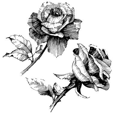 Vektör gül. Botanik çiçek. Vahşi bahar yaprak izole kır çiçeği. Arka plan, doku, sarıcı desen, çerçeve veya sınır vektör kır çiçeği.