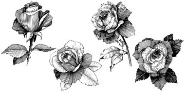 Vektör gül. Botanik çiçek. Vahşi bahar yaprak izole kır çiçeği. Arka plan, doku, sarıcı desen, çerçeve veya sınır vektör kır çiçeği.