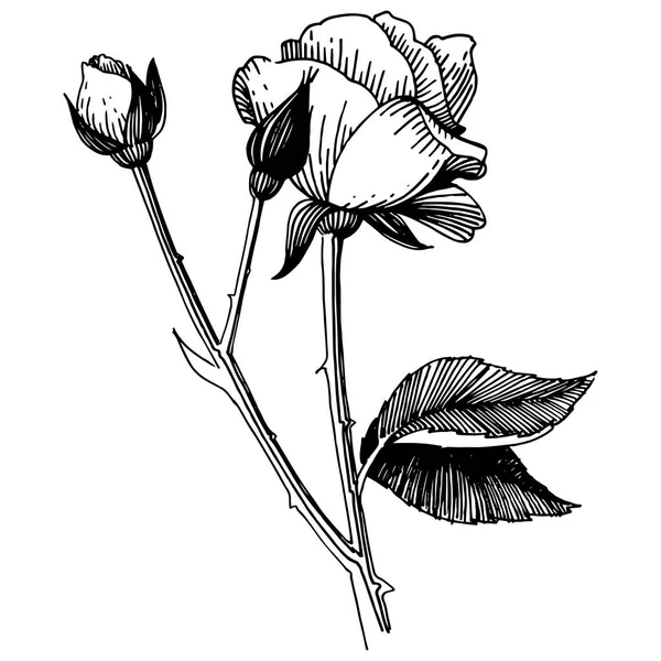 Vektor Růže Květinové Botanické Květin Divoký Jarní Listové Wildflower Izolován — Stockový vektor