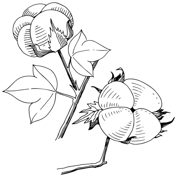 Coton Vectoriel Fleur Botanique Florale Feuille Sauvage Printemps Fleur Sauvage — Image vectorielle