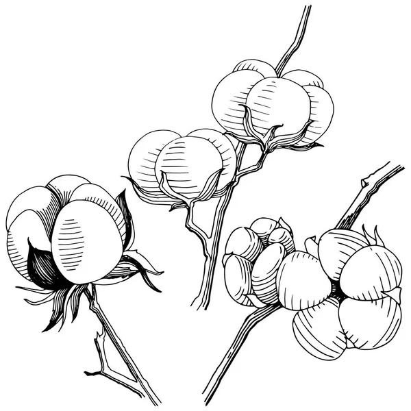 Vektorbaumwolle Blütenbotanische Blume Wildes Frühlingsblatt Wildblume Isoliert Vektorwildblume Für Hintergrund — Stockvektor